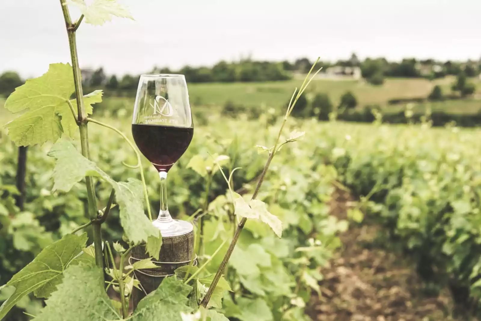 El Gobierno eliminó 973 regulaciones y desburocratizó el sector vitivinícola