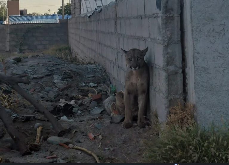 Después de un amplio operativo, capturaron al puma que causó alarma en el Norte de la Capital