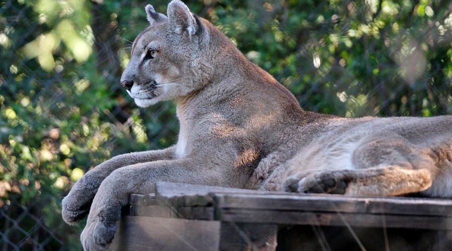 Final feliz: el puma rescatado en Catamarca fue trasladado a una reserva natural en Entre Ríos